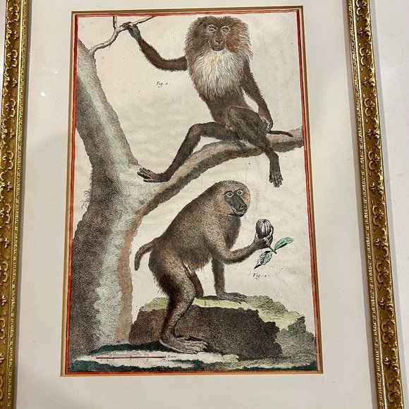 18th century vintage hand colored prints Papion Baboon